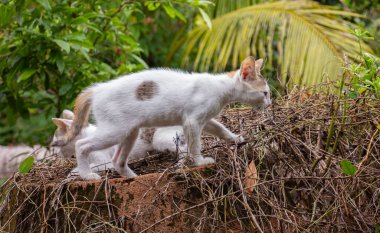 Yeşil bahçedeki kuru sarmaşıklarla kaplı bir duvarda yürüyen ve keşfeden sevimli beyaz bir kedi yavrusu.