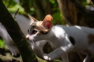 Ağaç dalında sinsice dolaşan bir kedi yavrusu, yaprakların arasında parlayan benekli güneş ışığıyla. Doğal hayvan içgüdülerinin bir görüntüsü.