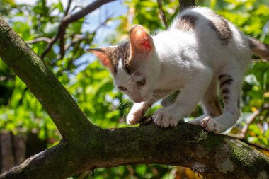Ağaç dalına tırmanıp avına odaklanmış sevimli beyaz bir kedi yavrusu. Oyuncu ve dinamik bir hayvan fotoğrafı.