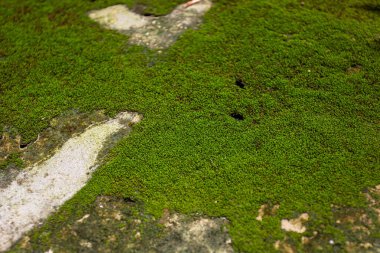Eski beton bir yüzey üzerinde büyüyen canlı yeşil bir yosun parçasının makro yakın çekimi. Soyut bir doğal doku arkaplanı
