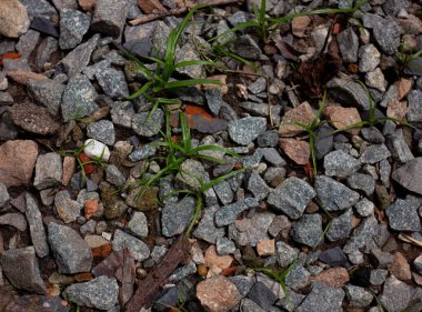 Yerdeki çakıl ve kayaların arasında büyüyen taze yeşil otlar. Yaşam ve esneklik kavramı