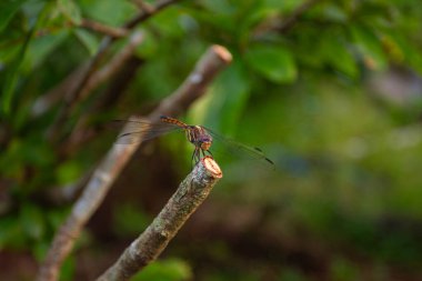Bir yusufçuğun makro yakın çekimi bir dalın ucuna tünemiş, kameraya doğru bakıyor, yeşil bir bokeh arka planına karşı