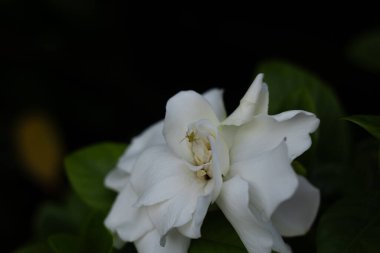 Küçük yeşil bir örümcek güzel beyaz bir gardenya çiçeğinin ortasında saklanır. Macro çekimlerinde karanlık bir arka plan, doğa, vahşi yaşam, kamuflaj ve gizli sırlar ön plana çıkıyor..