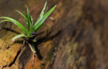 Doğanın küçük evrenindeki yaşam döngüsünü sembolize eden yıpranmış ahşap bir kütükten büyüyen yeşil çimenlerin üzerinde dinlenen sıradan bir sineğin makro fotoğrafı..