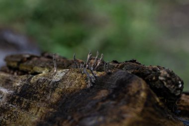 Karanlık bir ormanda çürüyen bir ağaç kütüğünde büyüyen garip, parmak benzeri bir mantarın, muhtemelen Xylaria polymorpha 'nın (Ölü Adamın Parmakları) makro çekimi. Gizemli, ürkütücü ve ürkütücü doğa konsepti..