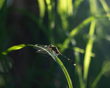 Yeşil çimenler üzerinde dinlenen bir yusufçuğun çarpıcı makro portresi. Güzel arka plan ışığı, şeffaf kanatlarının karmaşık detaylarını yumuşak, doğal arka planına karşı aydınlatır..