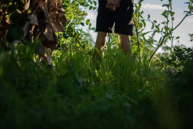 Uzun, yemyeşil çimlerin üzerinde duran ve güneş ışığıyla aydınlatılan bir insanın alçak açılı görüntüsü. Doğayla, keşiflerle ve basit yaşamlarla bağlantı kurmakla ilgili etkileyici bir görüntü..