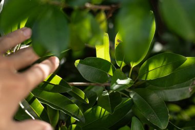 Bir insan eli yaprakların arasından süzülen güneş ışığıyla yavaşça yemyeşil yapraklara dokunur. Doğa, keşif ve sükuneti temsil eden kavramsal bir görüntü..