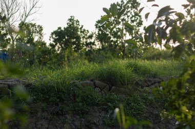 Kırsal bir ortamda, gün batımının ya da gün doğumunun sıcak, altın ışığıyla aydınlatılan kuru, çatlamış bir toprak yığını. Huzurlu ve nostaljik bir doğa sahnesi..