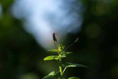 Açılmamış tomurcukları olan genç bir bitki arka planda parlak, puslu bir ışık kaynağına karşı siluetlenir. Kavramsal doğa fotoğrafı umudu, arzuyu ve yeni başlangıçları simgeliyor..