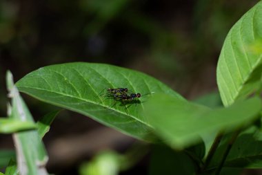 Canlı yeşil bir yaprak üzerinde çiftleşen iki sineğin makro fotoğrafı. Ayrıntılı bir vahşi yaşam çekimi üreme eylemini ve böcek dünyasındaki yaşam döngüsünü yakalıyor..