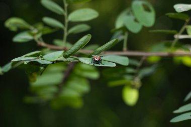 Yeşil bir yaprağın üzerinde dinlenirken doğrudan kameraya bakan büyük, detaylı kırmızı bileşik gözlü bir sineğin uç makro görüntüsü. Doğadaki bir böceğin çarpıcı yakın çekimi..