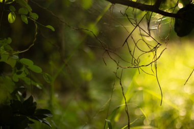 Karmaşık, kuru sarmaşıklar ve örümcek ağlarından oluşan güzel ve soyut bir makro çekim. Ilık, altın, sisli bir arka ışıkla aydınlatılmış. Sihirli, rüya gibi ve şiirsel bir arka plan..