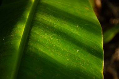 Güneş ışığı ve gölgeden oluşan çapraz çizgili taze yeşil muz yaprağının yakın çekim dokusu. Soyut, tropikal bir arka plan.