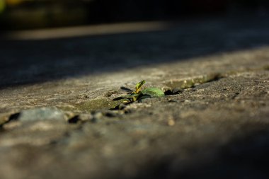 Eski, çatlamış beton bir duvarın soyut dokusu ve iki farklı renk. Kontrast, eski ve yeni veya onarım temaları için cesur bir arkaplan.