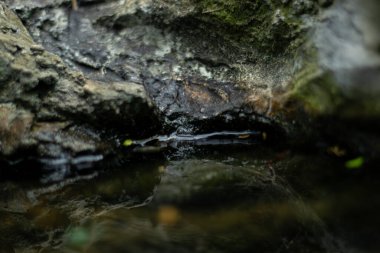 Islak bir kayanın kenarına yansıyan ışığı yansıtan gizemli karanlık su. Gerilim, korku ve gerilim temaları için soyut ve dengesiz bir arkaplan