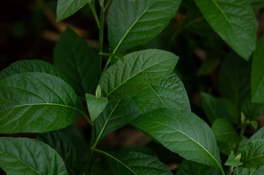 Bitter Leaf 'in (Vernonia amigdalina) yakın çekimi, geleneksel tıpta diyabet ve yüksek tansiyon tedavisinde kullanılan bir bitkisel bitki..