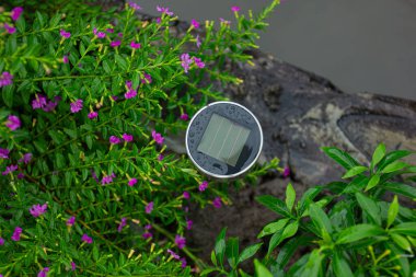 Mor çiçeklerin arasına yerleştirilmiş güneş enerjisiyle çalışan bir bahçe ışığı. Yenilenebilir enerji kavramı, sürdürülebilir bahçe ve yeşil teknoloji