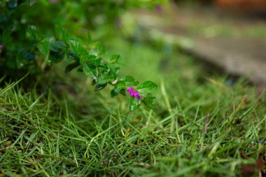 Bahçedeki yemyeşil çimlerin arka planında tek bir küçük mor çiçek. Yaşam kavramı, doğanın güzelliği ve büyümesi.