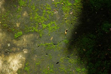 Yeşil yosunların soyut dokusu eski bir beton yüzeyde, ışık ve gölgeyle büyüyor. Doğal grunge tarzı arkaplan