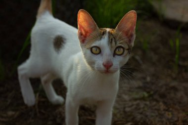 Kameraya bakan kocaman gözlü sevimli bir kedi yavrusunun yakın plan portresi. Evcil hayvan, masumiyet ve merak kavramı