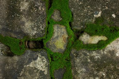 Eski taş ya da betonun çatlaklarında büyüyen canlı yeşil yosunların soyut dokusu. Grafik çizgileri olan doğal arkaplan