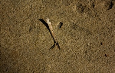 Küçük kuru bir dal ve gölgesi güneş ışığı altında kahverengi bir kil yüzey üzerinde. Minimalist ve doğal arkaplan