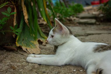 Bahçede dinlenen sevimli bir kedi yavrusu. Evcil hayvan kavramı, rahatlama ve doğal yaşam..