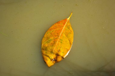 Yeşil sularda yüzen tek bir sarı-turuncu sonbahar yaprağı. Minimalist, doğal bir arka plan.