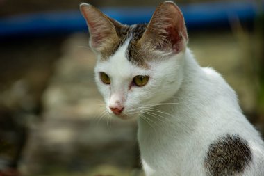 Sevimli bir kedi yavrusunun yakından çekilmiş portresi. Bahçede dalgın dalgın bakıyor.