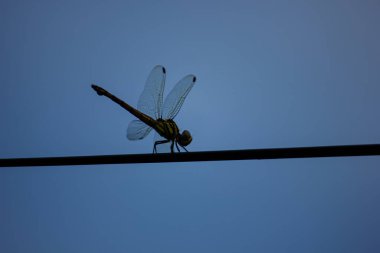 Bir yusufçuk açık mavi gökyüzüne karşı bir telin üzerinde dinleniyor. Kopyalama alanı olan minimalist resim