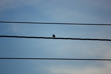 Yalnız bir kuşun silüeti gökyüzüne karşı bir telin üzerinde. Yalnızlık ve minimalizm kavramı
