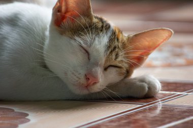 Kiremit kaplı bir zeminde huzur içinde uyuyan şirin bir yavru kedi. Rahatlama, huzur ve evcil hayvan sevgisi kavramı