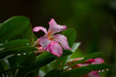 Pembe Çöl Gülü çiçeği (Adenium) ve taç yapraklarında taze yağmur damlaları. Doğadaki tazelik ve güzellik kavramı