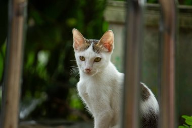 Sarı gözlü meraklı beyaz bir kedi bahçedeki metal bir çitin içinden bakıyor. Bekleme ve merak kavramı.