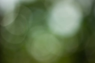 Soyut doğal yeşil bokeh arka planı. Tasarım, spa ve doğa temalı kavramlar için bulanık arkaplan