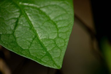 Yeşilli yeşil bir Malabar ıspanak yaprağının yüzey dokusunun aşırı makrosu. Soyut doğa arkaplanı.