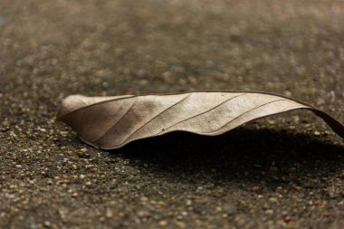 Tek bir kuru yaprak çakıl benzeri bir zeminde tek başına yatıyor. Yalnızlık, çürüme ve döngünün sonu kavramı.