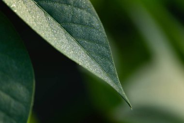 Yeşil bir yaprağın yüzey dokusunun makro yapısı, güneş ışığında parlıyor. Soyut bir doğa arka planı