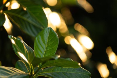 Güneş tarafından aydınlatılan yeşil yapraklar güzel parlaklıklar yaratır ve bokeh. Doğa ve tazelik