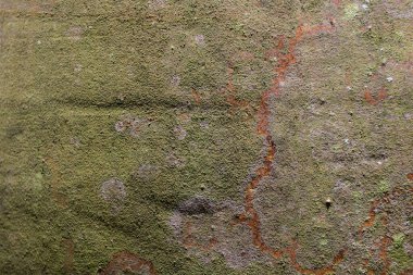 Yeşil yosun ve yosun dokusu bir yüzeyde büyüyor. Hayatın ve doğanın soyut bir geçmişi.