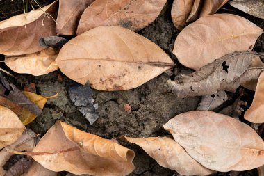 Çatlak toprağa saçılmış kuru kahverengi yapraklar. Doğal çürümenin sonbahar dokusu ve yaşam döngüsü.