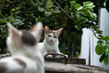 Çatıda etkileşime geçen iki evcil kedi. Hayvani merakın portresi.
