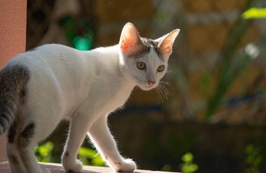 Öğleden sonra güneşinin altında bahçede yürüyen güzel beyaz bir kedi. Arka plan çarpıcı bir kürk ışık efekti yaratır..