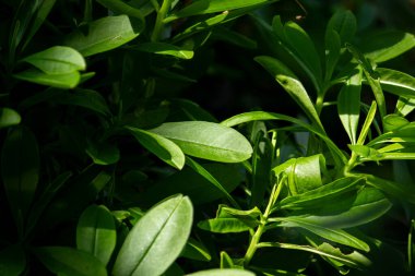 Güneş ışığı ve gölgede yemyeşil yapraklar. Yüksek kontrastlı soyut doğa arkaplanı.