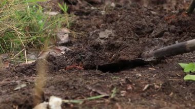 Zengin toprağı kazmak ve gevşetmek için bahçe malası kullanan birinin yakın plan çekimi.