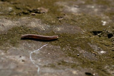 Yosunlu bir zeminde sürünen bir kurşunun makro fotoğrafı, yapışkan bir iz bırakıyor.