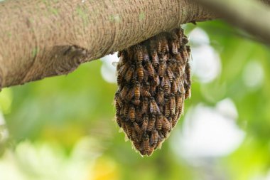 Vahşi bir bal arısı, bir ağaç dalında geçici bir kovan oluşturmak için birbirine yapışır. Takım çalışması ve doğa kavramı
