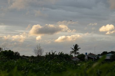 Vietnam 'da Mekong Deltası' nın kırsal manzarası gün batımında altın bulutlar ve palmiye ağaçları ile