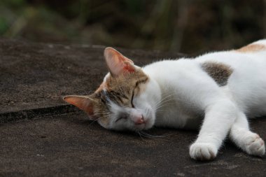 Tatlı bir yavru kedi, karanlık dokulu bir yüzeyde huzur içinde uyuyor. Dinlenen evcil bir hayvanın sevimli ve huzurlu bir portresi.